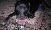 Sadie the Lab
