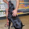 Sadie the Lab