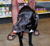 Sadie the Lab