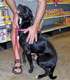 Sadie the Lab