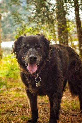 Lady the Mommy Retriever