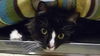 Donnie the Declawed Cat