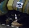 Donnie the Declawed Cat