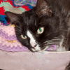 Donnie the Declawed Cat