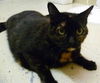 Marie the Declawed Cat