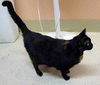 Marie the Declawed Cat