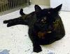 Marie the Declawed Cat
