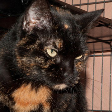Marie the Declawed Cat