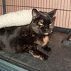 Marie the Declawed Cat
