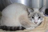 Cheri the Siamese Kitten