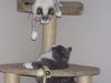 Cheri the Siamese Kitten