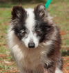 Flower the Senior Pom
