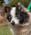 Flower the Senior Pom