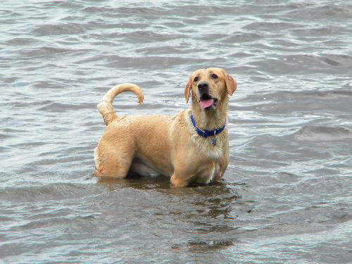 Timateo the Yellow Lab
