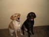 Toby the Labrador Retriever
