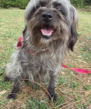 Chinese store crested yorkie