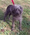 Iggy the Poodle/Chinese Crested Mix