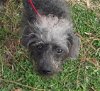 Iggy the Poodle/Chinese Crested Mix