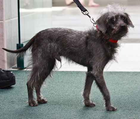 Chinese crested clearance toy poodle mix