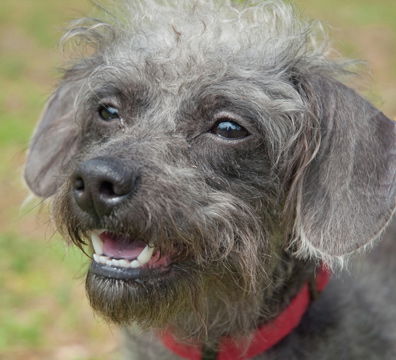 Chinese crested store mixed with poodle