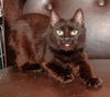 Coco the Tiny Girl