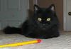 Coco the Tiny Girl