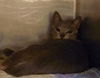 Freya the Laid Back Cat