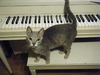 Freya the Laid Back Cat