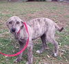 Sheba the Greyhound/Lab Puppy
