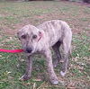 Sheba the Greyhound/Lab Puppy