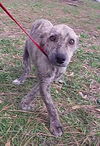 Sheba the Greyhound/Lab Puppy