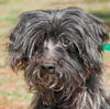 Wei Chi the Senior Powder Puff Chinese Crested Mix