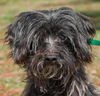Wei Chi the Senior Powder Puff Chinese Crested Mix