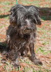Wei Chi the Senior Powder Puff Chinese Crested Mix