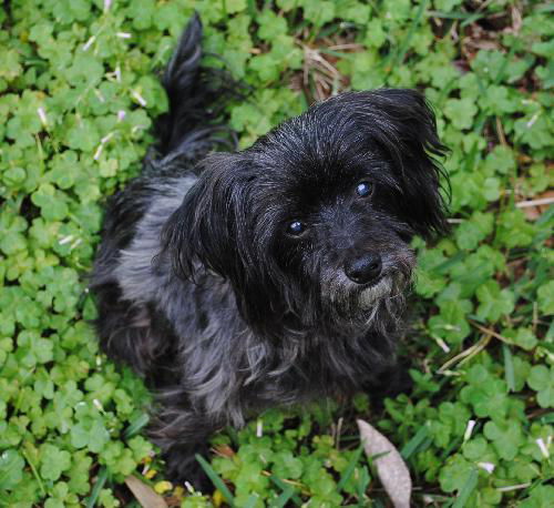 Wei Chi The Senior Powder Puff Chinese Crested Mix's Web Page