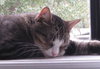 Scout the playful young boy