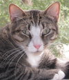 Scout the playful young boy