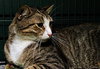 Scout the playful young boy