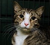Scout the playful young boy