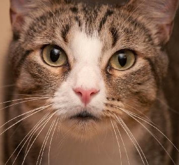 Scout the playful young boy