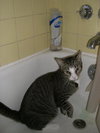 Scout the playful young boy