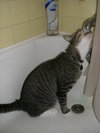 Scout the playful young boy