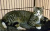 Scout the playful young boy