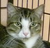 Scout the playful young boy