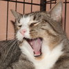 Scout the playful young boy