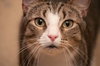 Scout the playful young boy