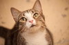 Scout the playful young boy