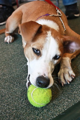 Lucy the Hound