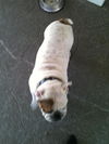 Bebe the English Bulldog