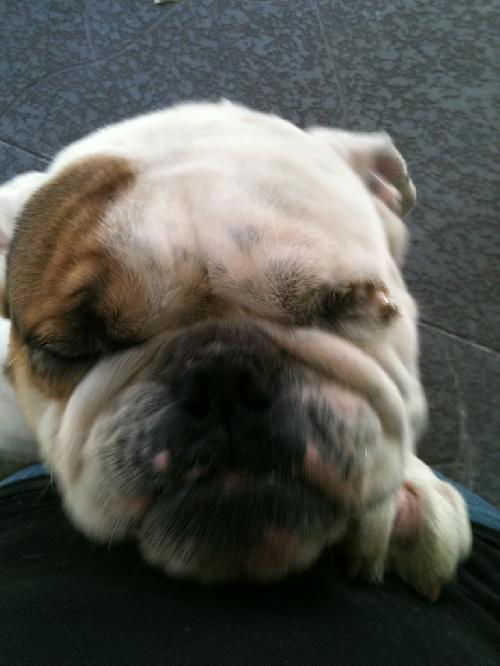 Bebe the English Bulldog